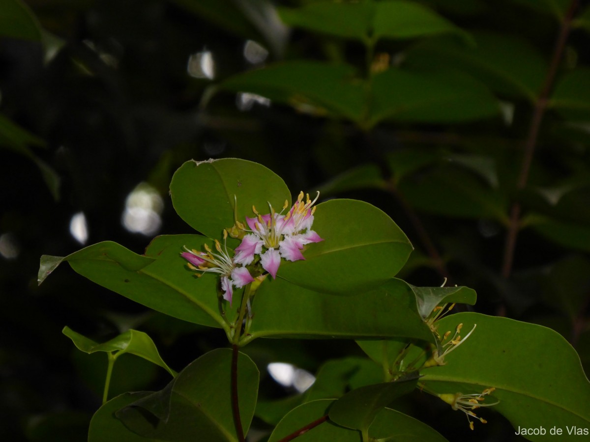 Mouriri guianensis Aubl.